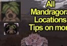 Mandragora