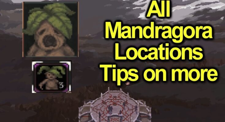 Mandragora